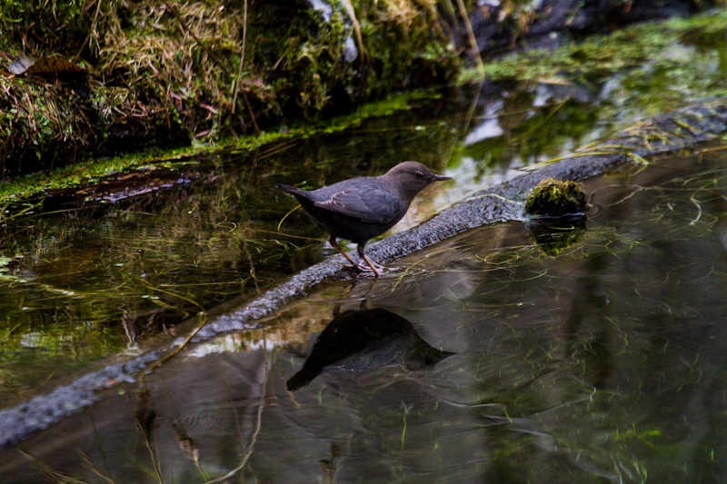 American Dipper